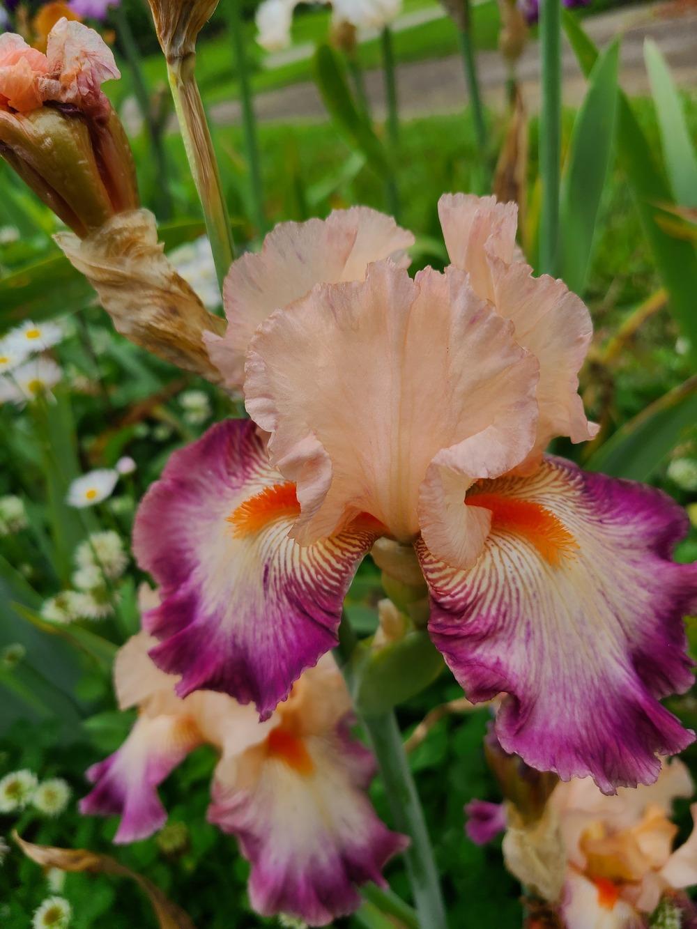 Photo of Tall Bearded Iris (Iris 'Come Away with Me') uploaded by KyDeltaD