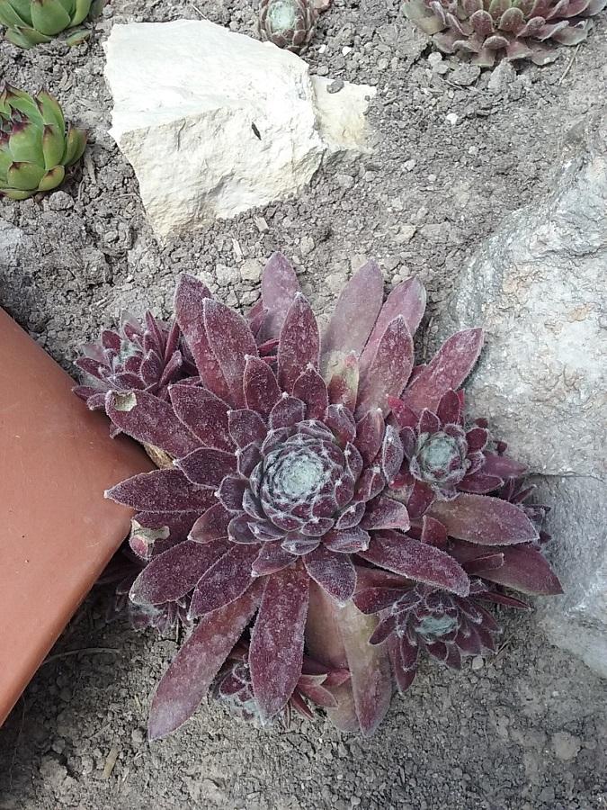 Photo of Sempervivum uploaded by Lucius93