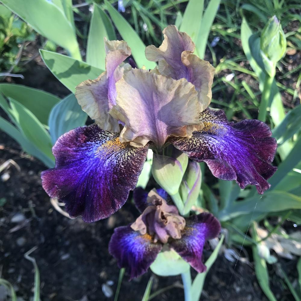 Photo of Intermediate Bearded Iris (Iris 'Parting Glances') uploaded by Mammalfeathers