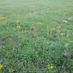 Location: Gause, Texas
Date: 2020-03-27
Shown in rural yard with blue Edwards Plateau Spiderworts scatter