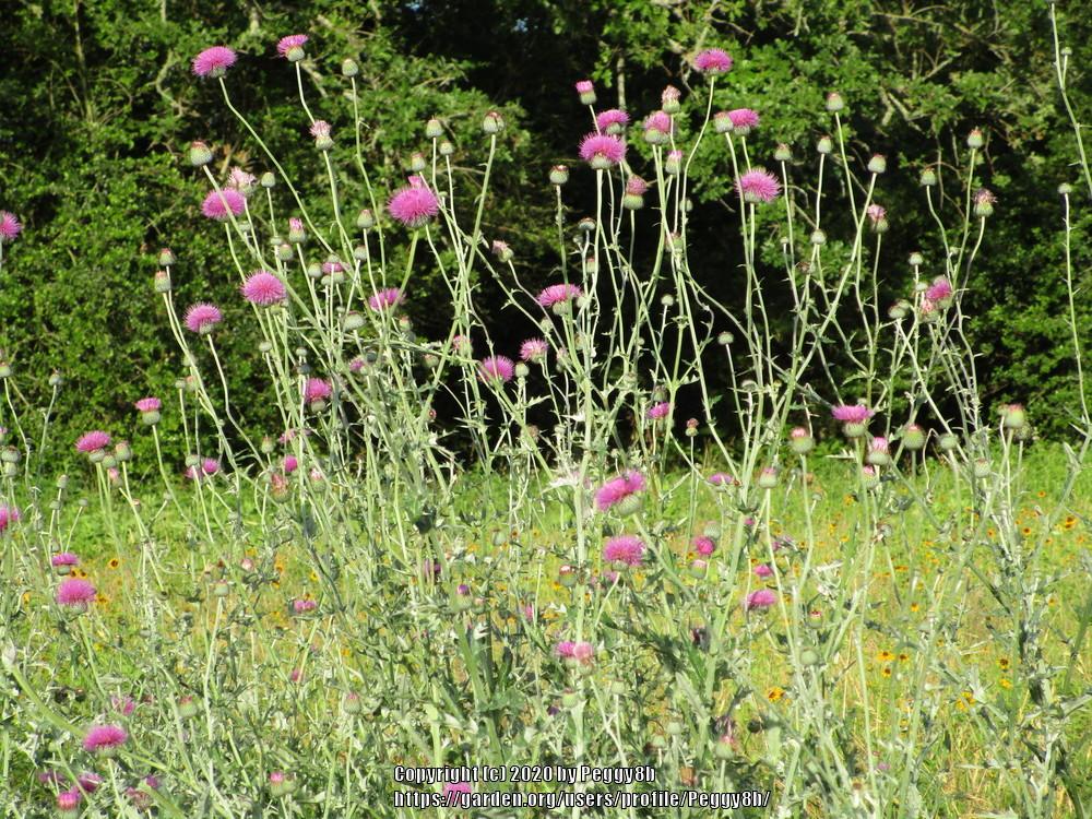 Photo of Thistle (Cirsium) uploaded by Peggy8b