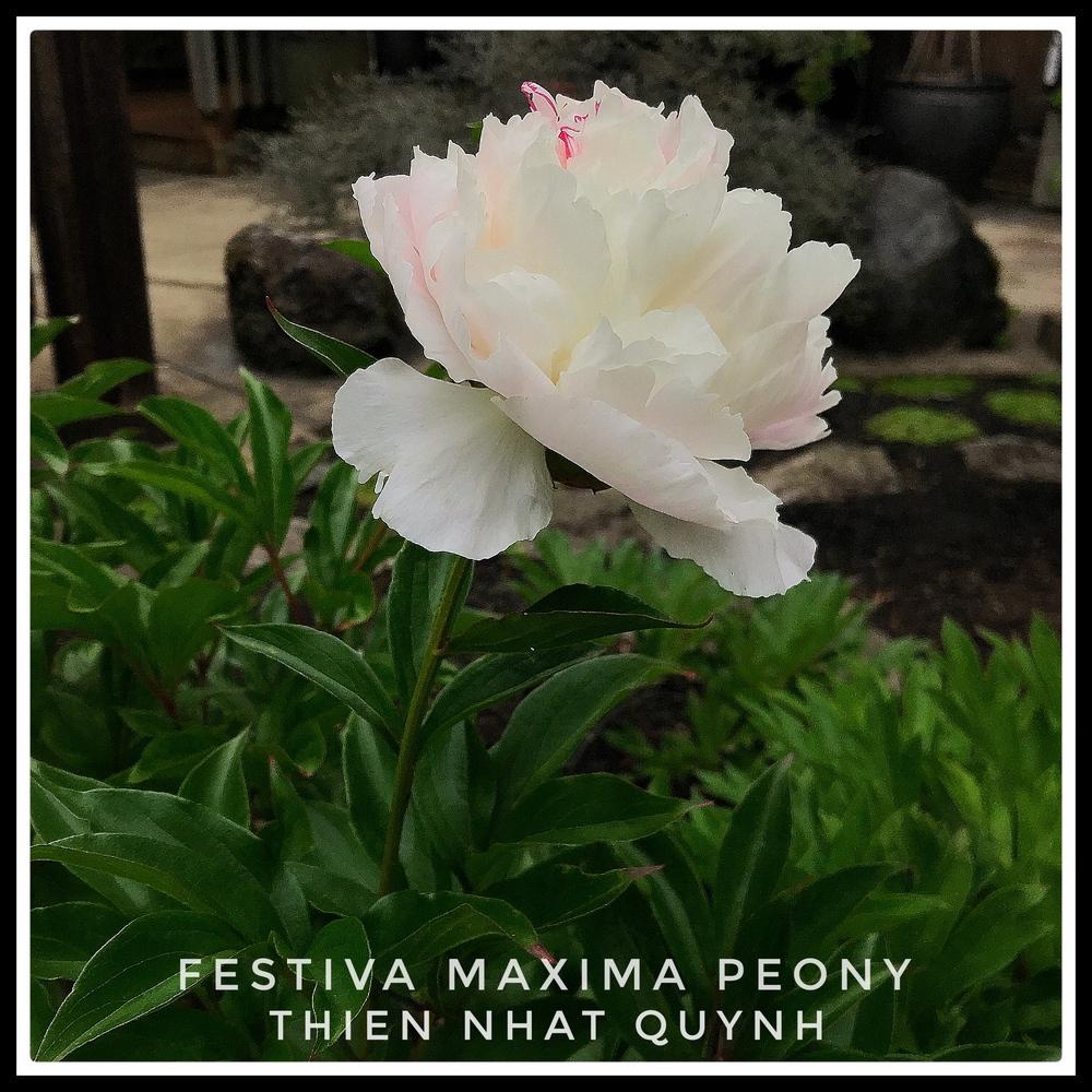 Photo of Peony (Paeonia lactiflora 'Festiva Maxima') uploaded by ThienLe