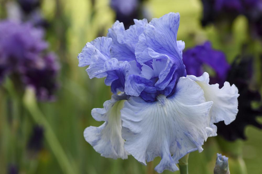 Photo of Tall Bearded Iris (Iris 'Wintry Sky') uploaded by cliftoncat