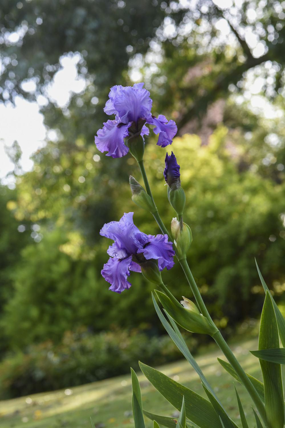 Photo of Tall Bearded Iris (Iris 'Chocolates and Silk') uploaded by cliftoncat