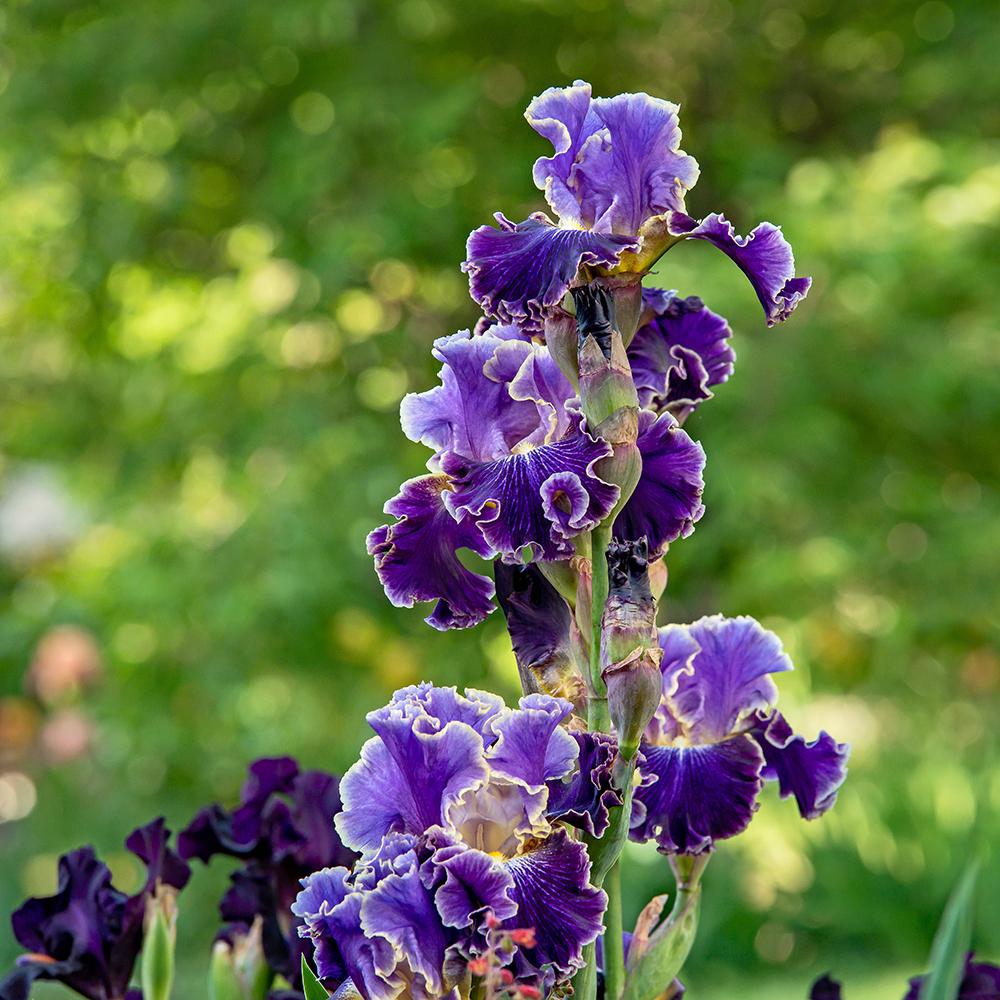 Photo of Tall Bearded Iris (Iris 'Belle Fille') uploaded by dirtdorphins