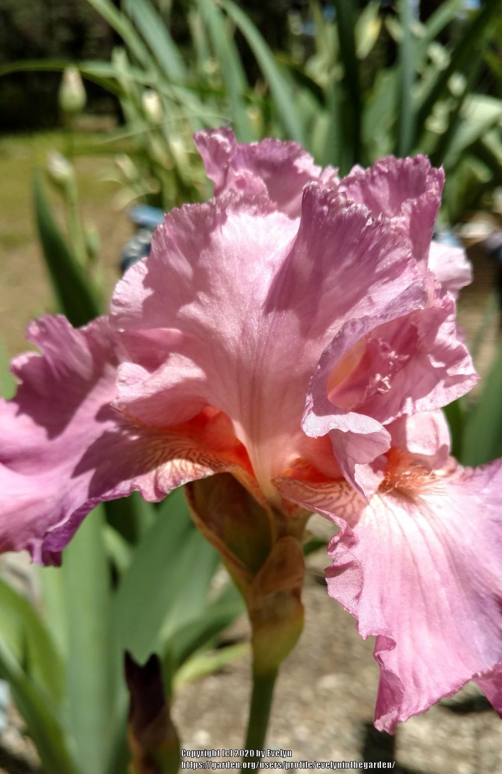 Photo of Tall Bearded Iris (Iris 'Jennifer Rebecca') uploaded by evelyninthegarden