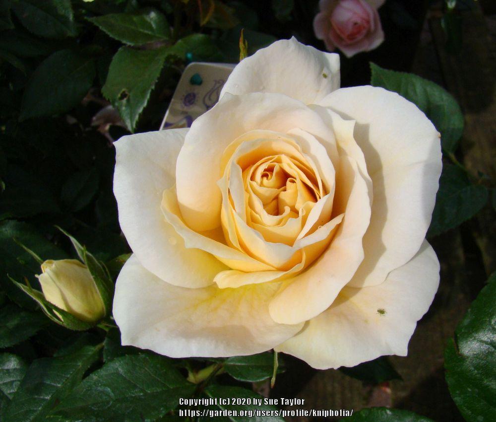 Photo of Floribunda Rose (Rosa 'Lions-Rose') uploaded by kniphofia