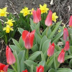 Location: southeast Nebraska 
Date: 2015-04-02
Perennial tulip.  Shown with daffodil Tete-a-tete.