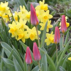 Location: southeast Nebraska 
Date: 2020-04-02
Perennial tulip.  Shown with daffodil Tete-a-tete.