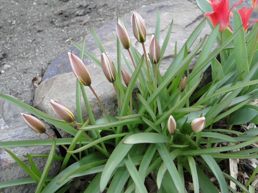 Photo of Tarda Tulip (Tulipa urumiensis) uploaded by lauriemorningglory