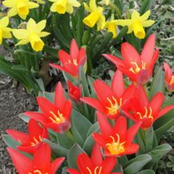 Location: southeast Nebraska 
Date: 2013-04-07
Perennial tulip.  Shown with daffodil Tete-a-tete.