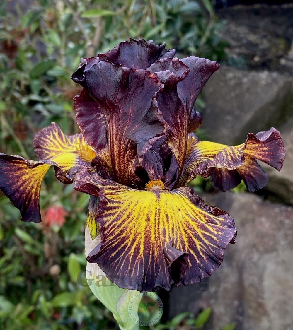Photo of Tall Bearded Iris (Iris 'Tuscan Summer') uploaded by springcolor
