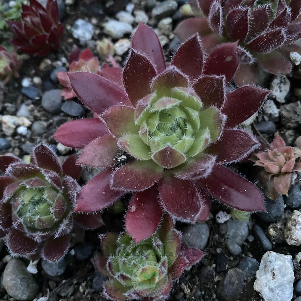 Photo of Hen and Chicks (Sempervivum 'Rosie') uploaded by springcolor