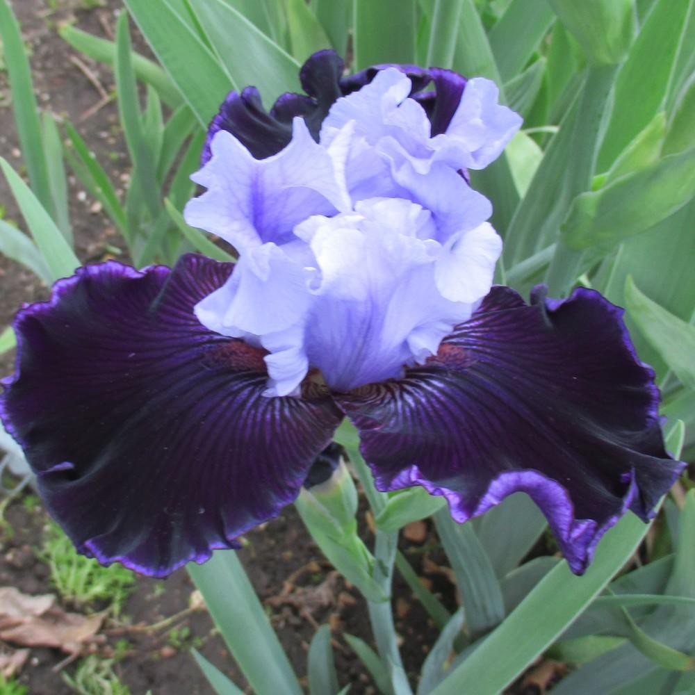 Photo of Tall Bearded Iris (Iris 'Wicked Good') uploaded by stilldew