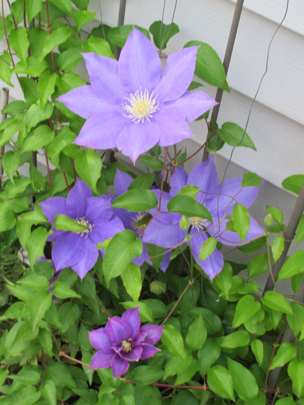 Photo of Clematis 'H.F. Young' uploaded by stilldew
