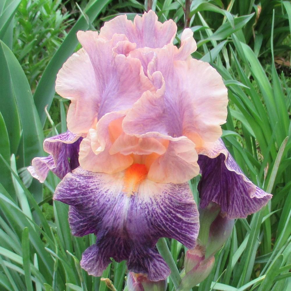 Photo of Tall Bearded Iris (Iris 'Elizabethan Age') uploaded by stilldew