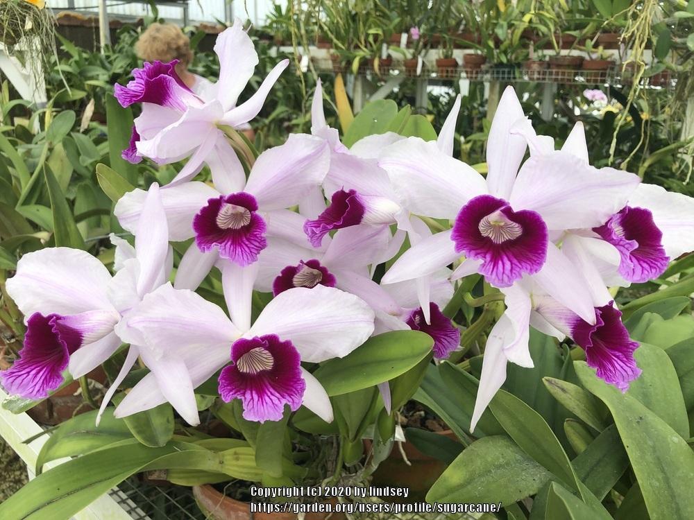 Photo of Orchid (Cattleya purpurata) uploaded by sugarcane
