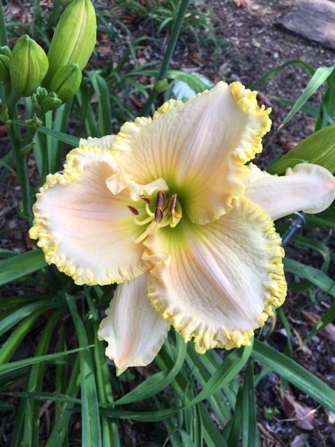 Photo of Daylily (Hemerocallis 'Better than Butter') uploaded by DixieSwede