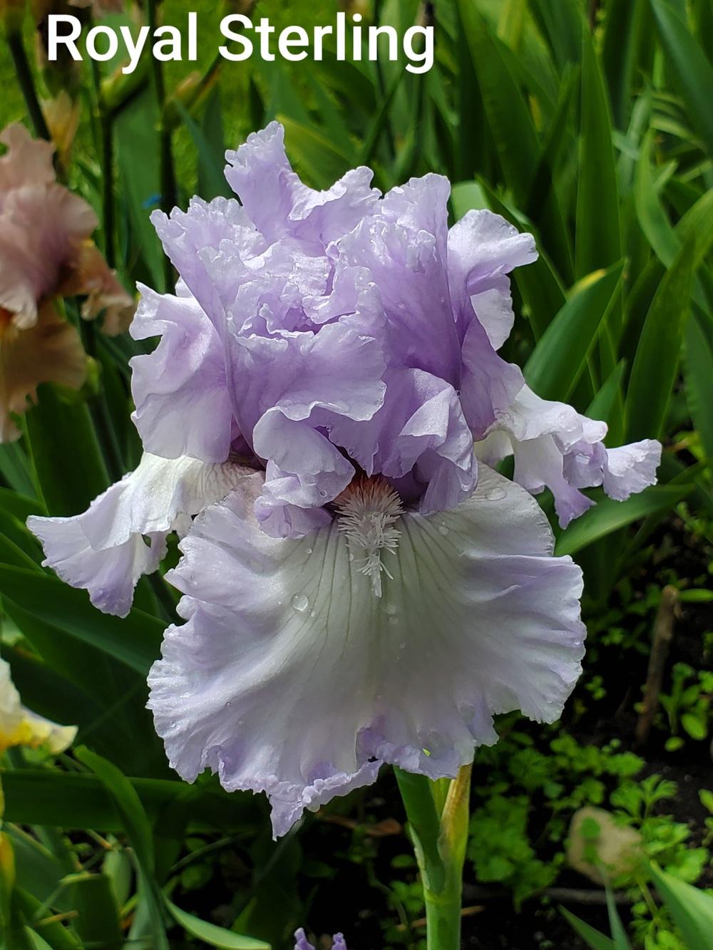 Photo of Tall Bearded Iris (Iris 'Royal Sterling') uploaded by Irislady