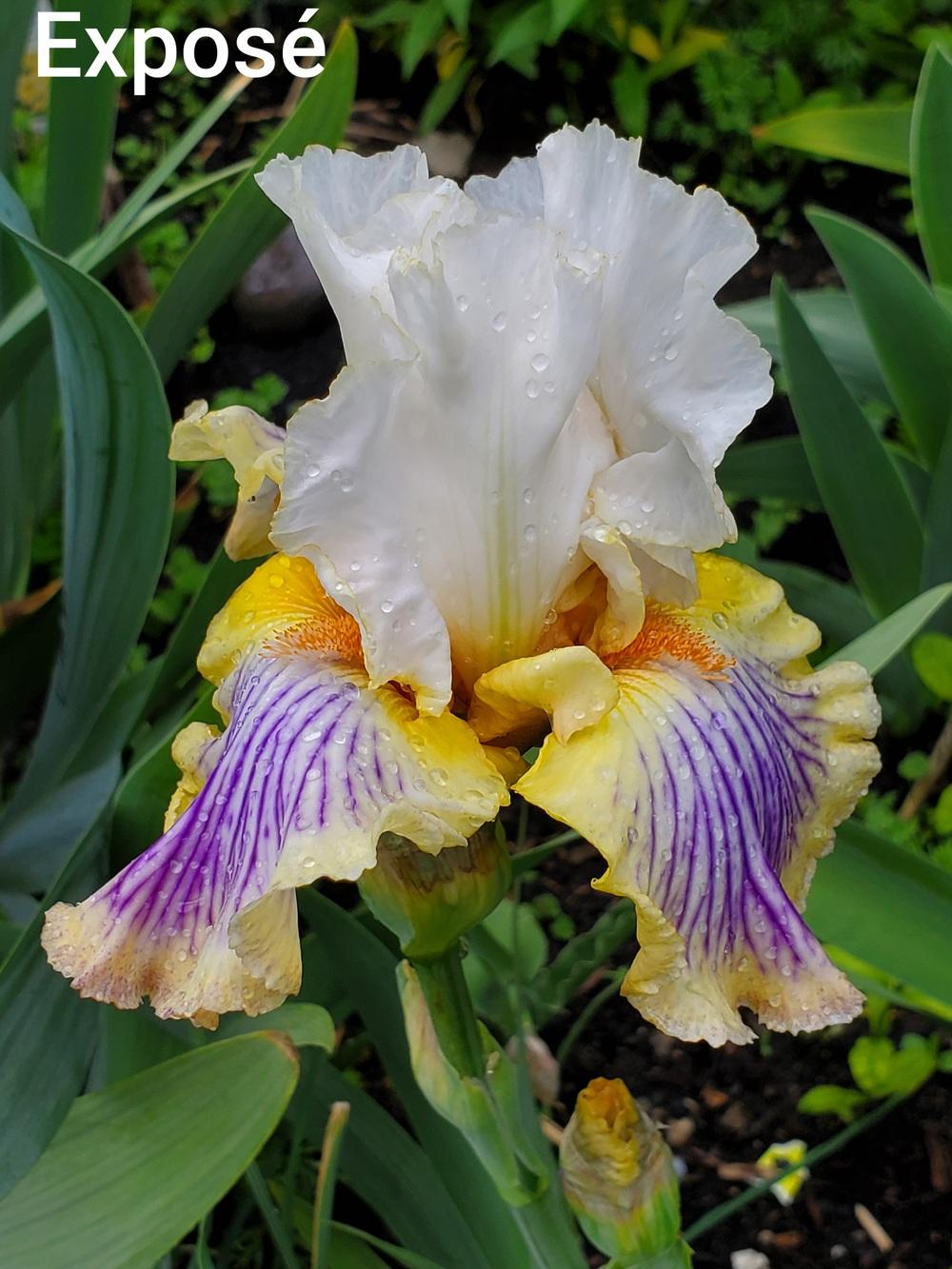 Photo of Tall Bearded Iris (Iris 'Exposé') uploaded by Irislady