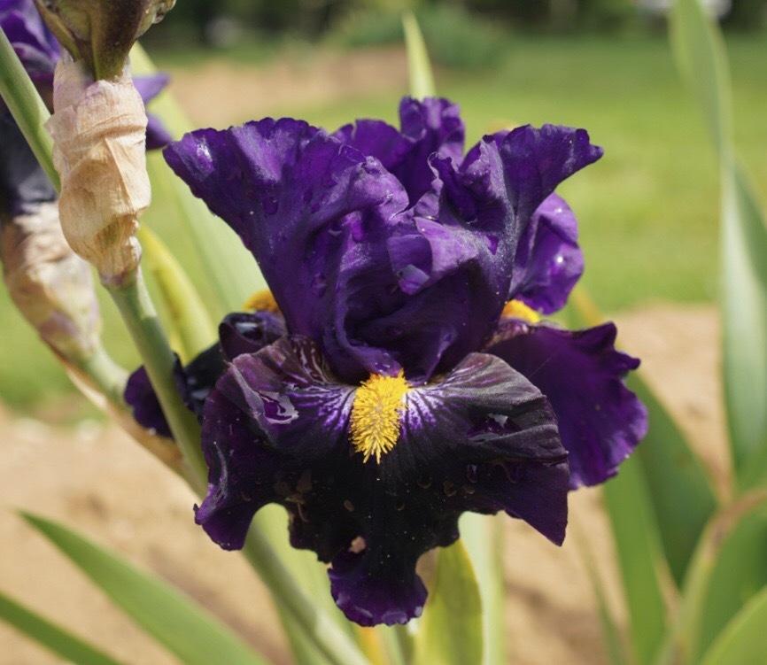 Photo of Border Bearded Iris (Iris 'Lady of the Night') uploaded by Islandview