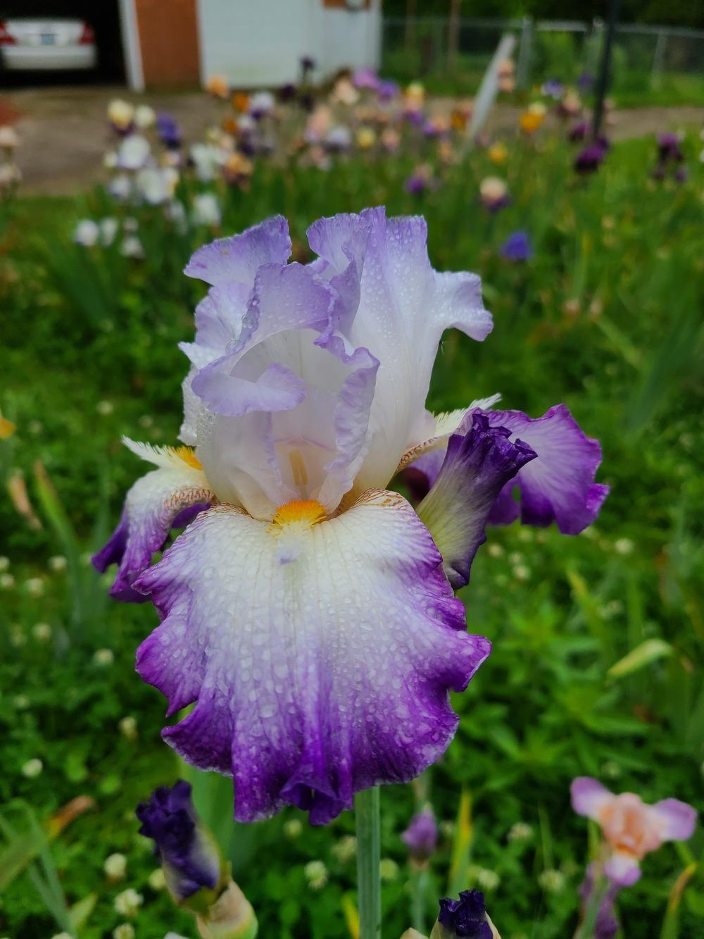 Photo of Tall Bearded Iris (Iris 'Conjuration') uploaded by KyDeltaD
