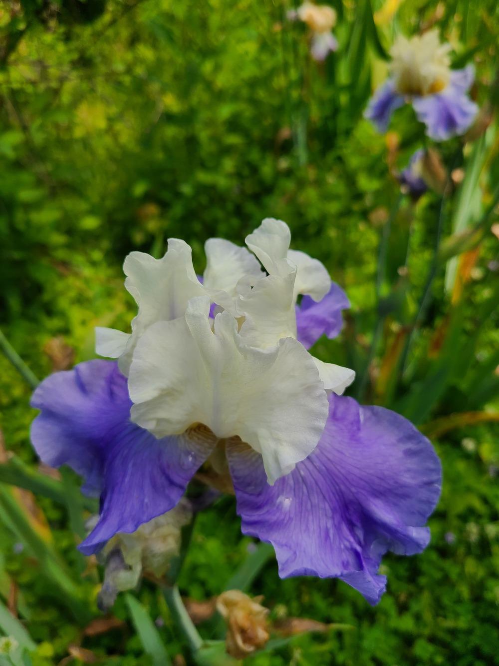 Photo of Tall Bearded Iris (Iris 'Stairway to Heaven') uploaded by KyDeltaD