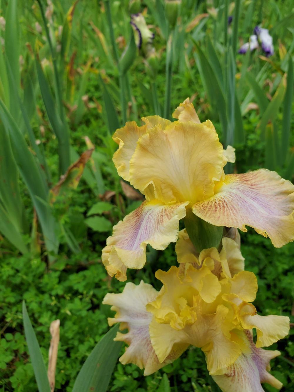 Photo of Tall Bearded Iris (Iris 'Bamboo Shadows') uploaded by KyDeltaD