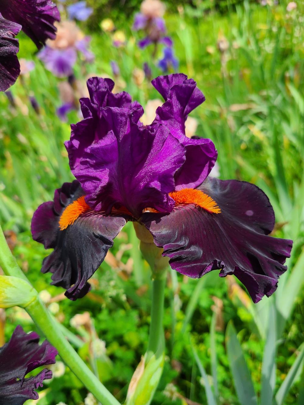 Photo of Tall Bearded Iris (Iris 'Sharp Dressed Man') uploaded by KyDeltaD