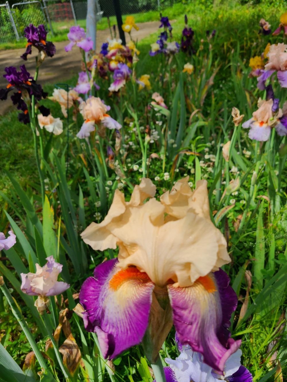 Photo of Tall Bearded Iris (Iris 'Dancing Spree') uploaded by KyDeltaD