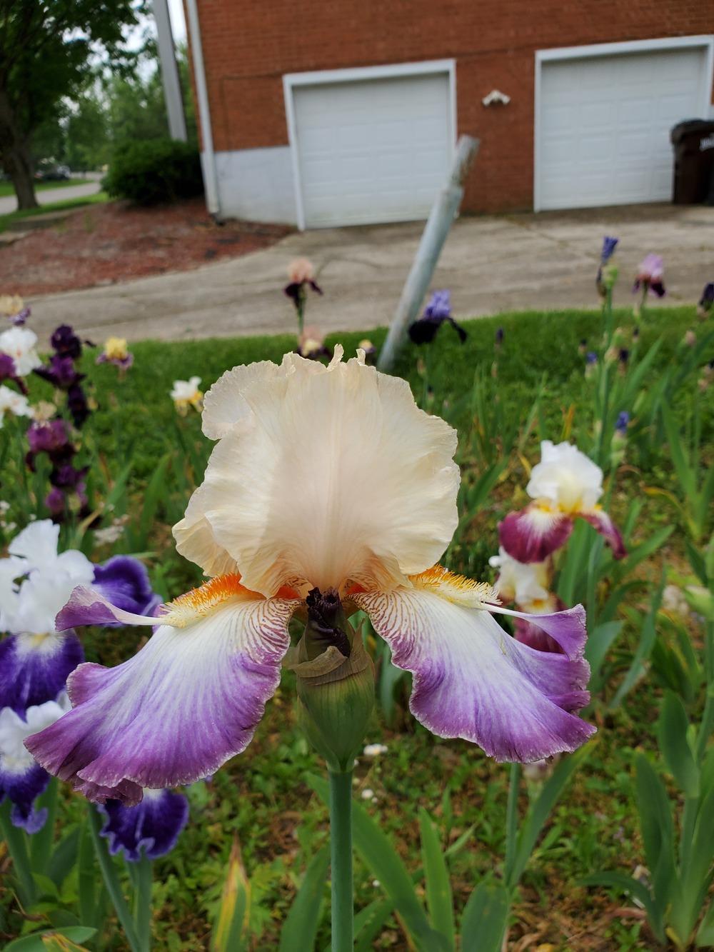 Photo of Tall Bearded Iris (Iris 'Wings at Dawn') uploaded by KyDeltaD