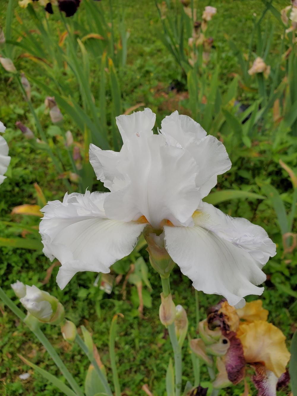 Photo of Tall Bearded Iris (Iris 'Mesmerizer') uploaded by KyDeltaD
