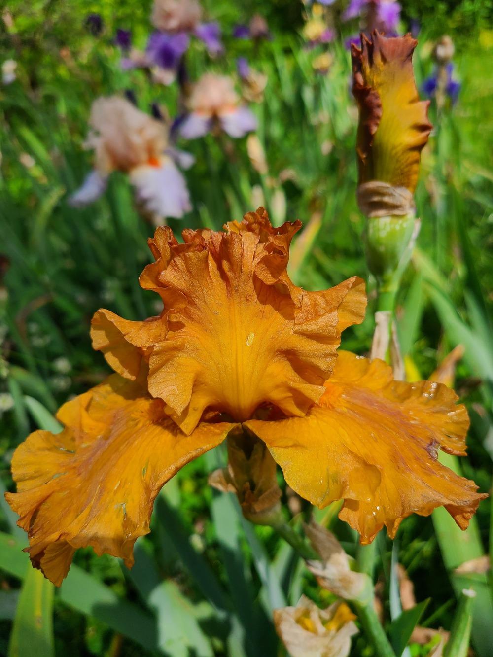 Photo of Tall Bearded Iris (Iris 'Golden Panther') uploaded by KyDeltaD