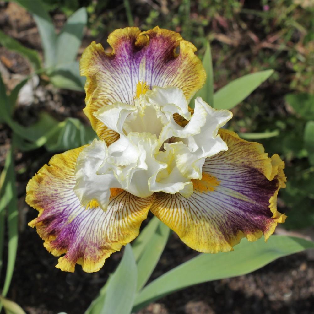 Photo of Tall Bearded Iris (Iris 'Patchwork Puzzle') uploaded by cinvasko