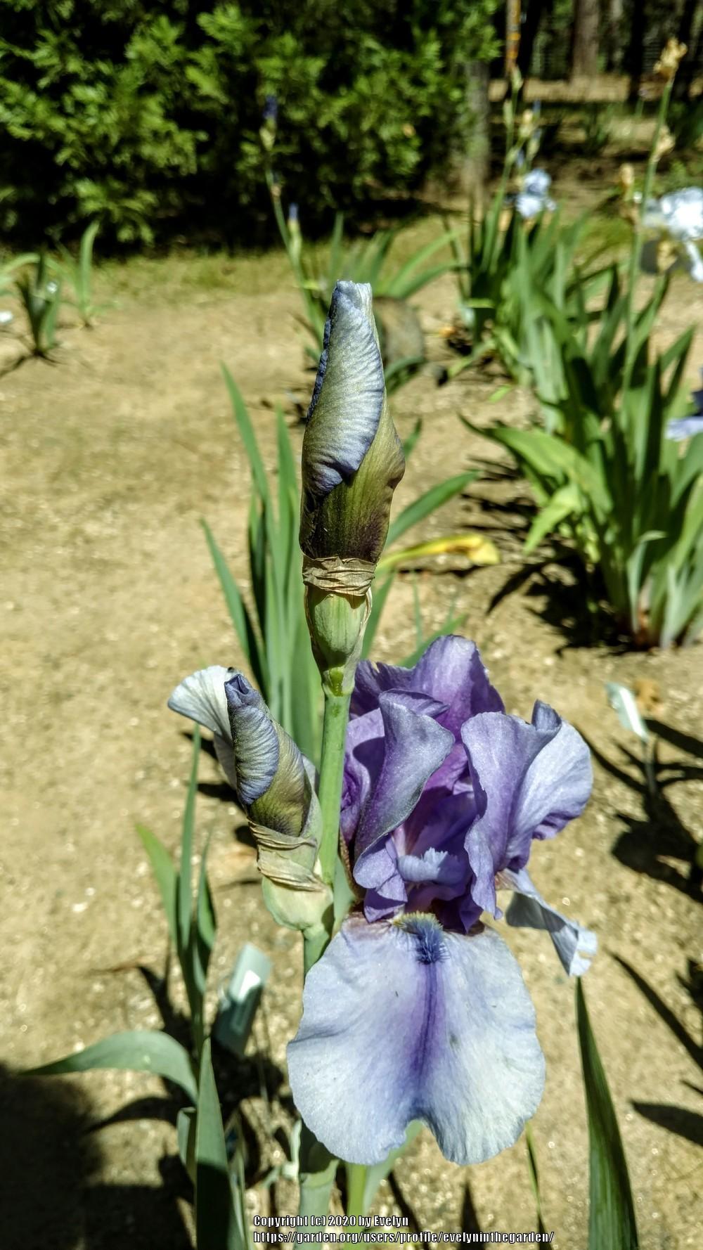 Photo of Tall Bearded Iris (Iris 'On Line') uploaded by evelyninthegarden