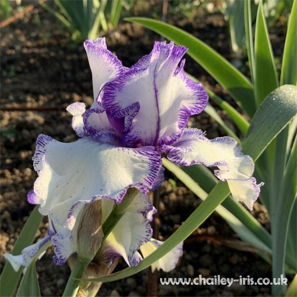 Photo of Border Bearded Iris (Iris 'Orinoco Flow') uploaded by jeffa