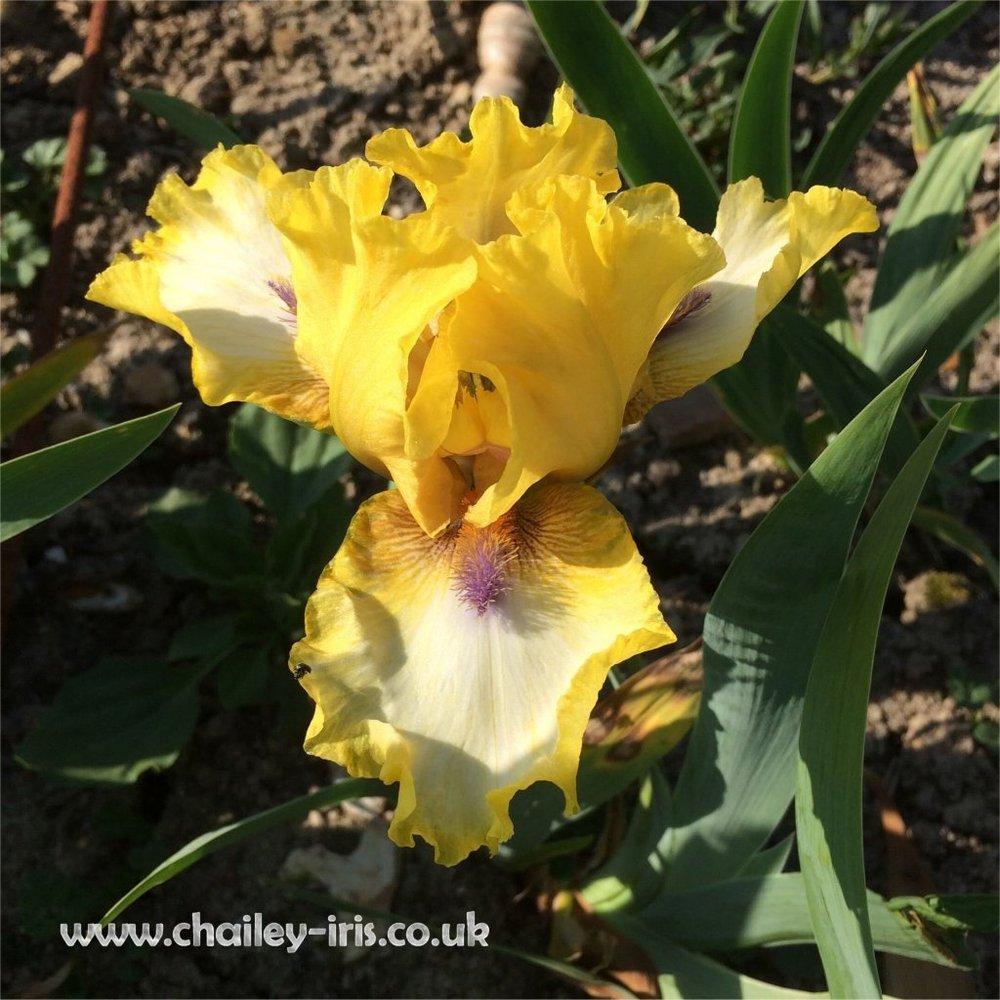 Photo of Intermediate Bearded Iris (Iris 'Abbey Chant') uploaded by jeffa