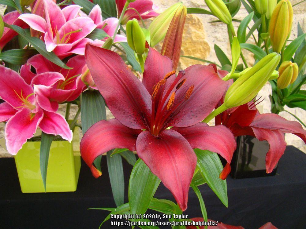 Photo of Lily (Lilium 'Dimension') uploaded by kniphofia