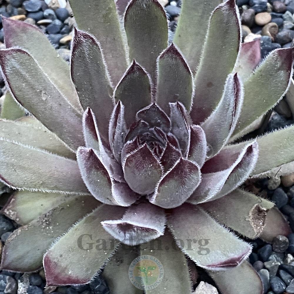 Photo of Hen and Chicks (Sempervivum 'Aymon Correvon') uploaded by springcolor