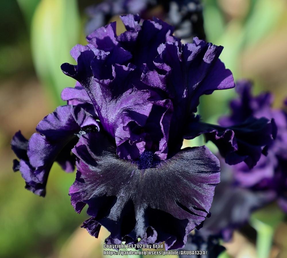 Photo of Tall Bearded Iris (Iris 'Black Lipstick') uploaded by ARUBA1334
