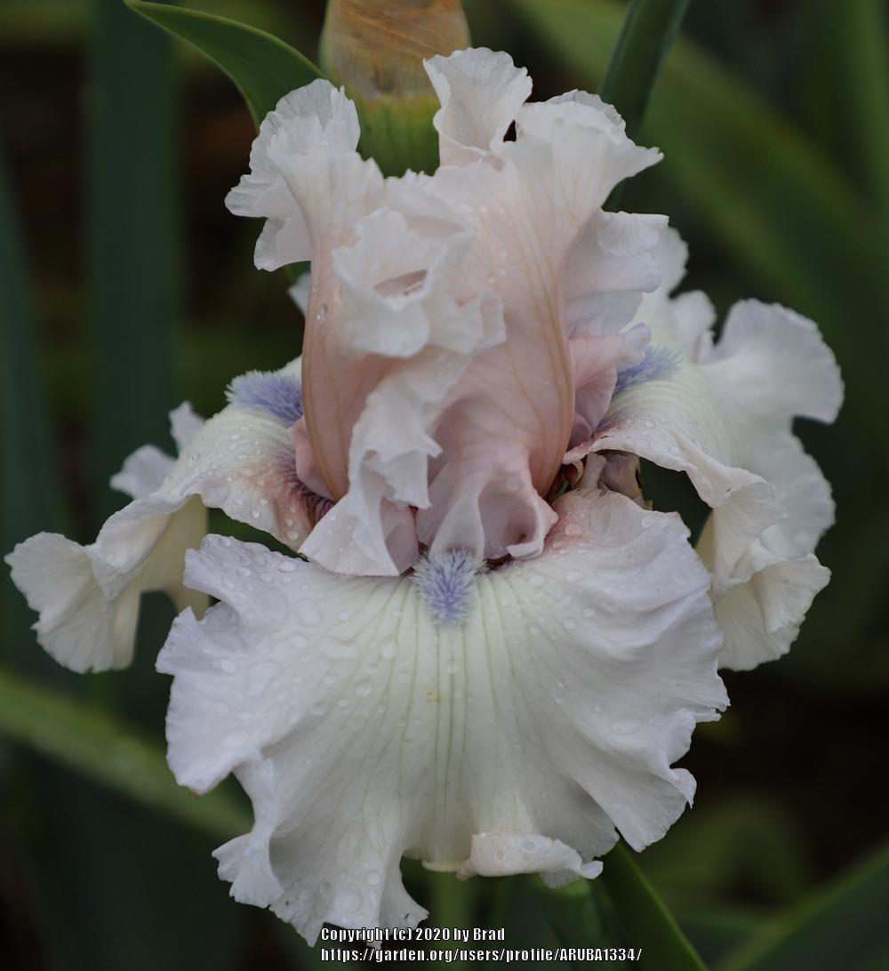 Photo of Tall Bearded Iris (Iris 'Beauty Within') uploaded by ARUBA1334