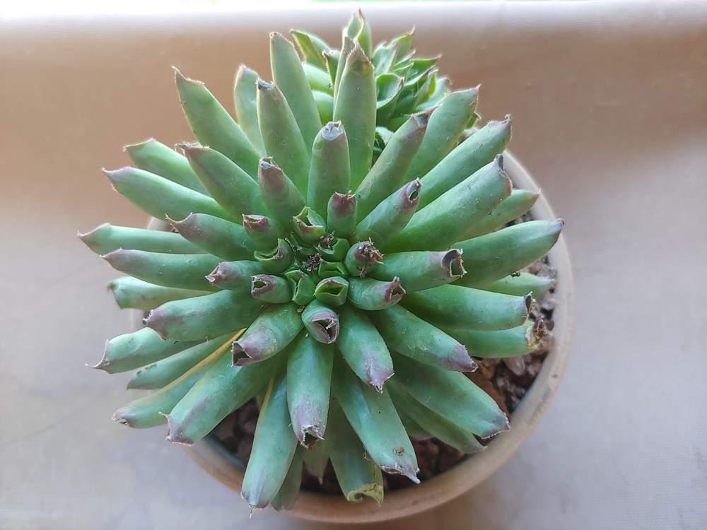 Photo of Hen and Chicks (Sempervivum 'Oddity') uploaded by CatKitty