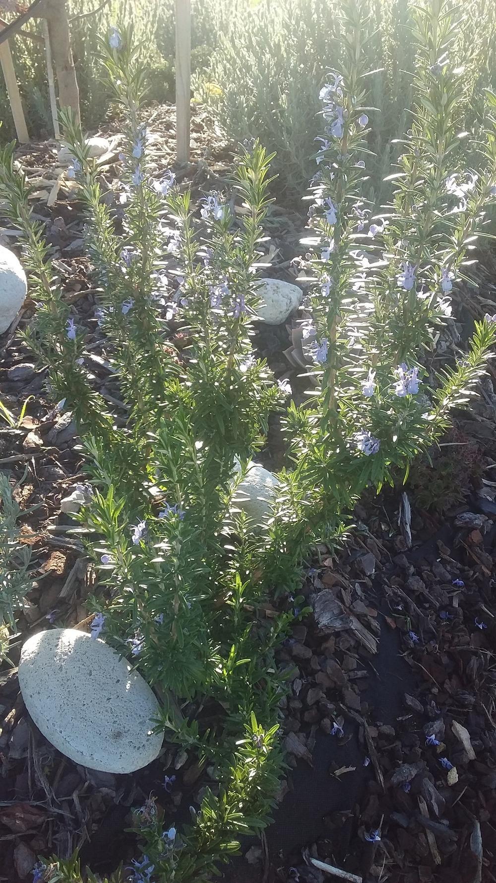 Photo of Rosemary (Salvia rosmarinus 'Tuscan Blue') uploaded by EVAMADRID