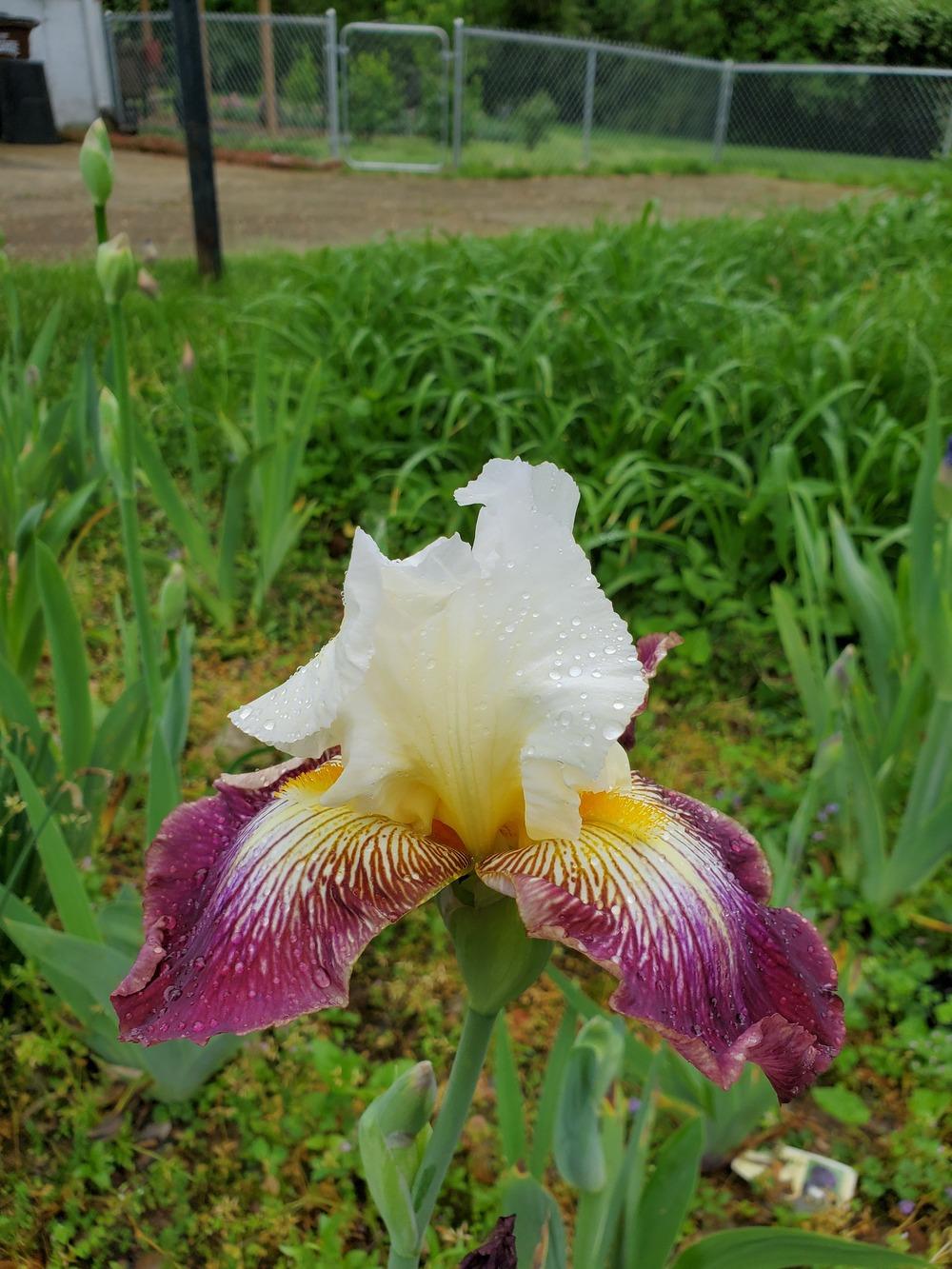 Photo of Tall Bearded Iris (Iris 'Color Strokes') uploaded by KyDeltaD