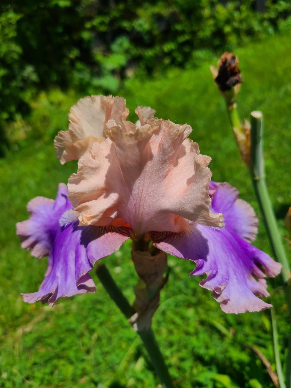 Photo of Tall Bearded Iris (Iris 'Florentine Silk') uploaded by KyDeltaD