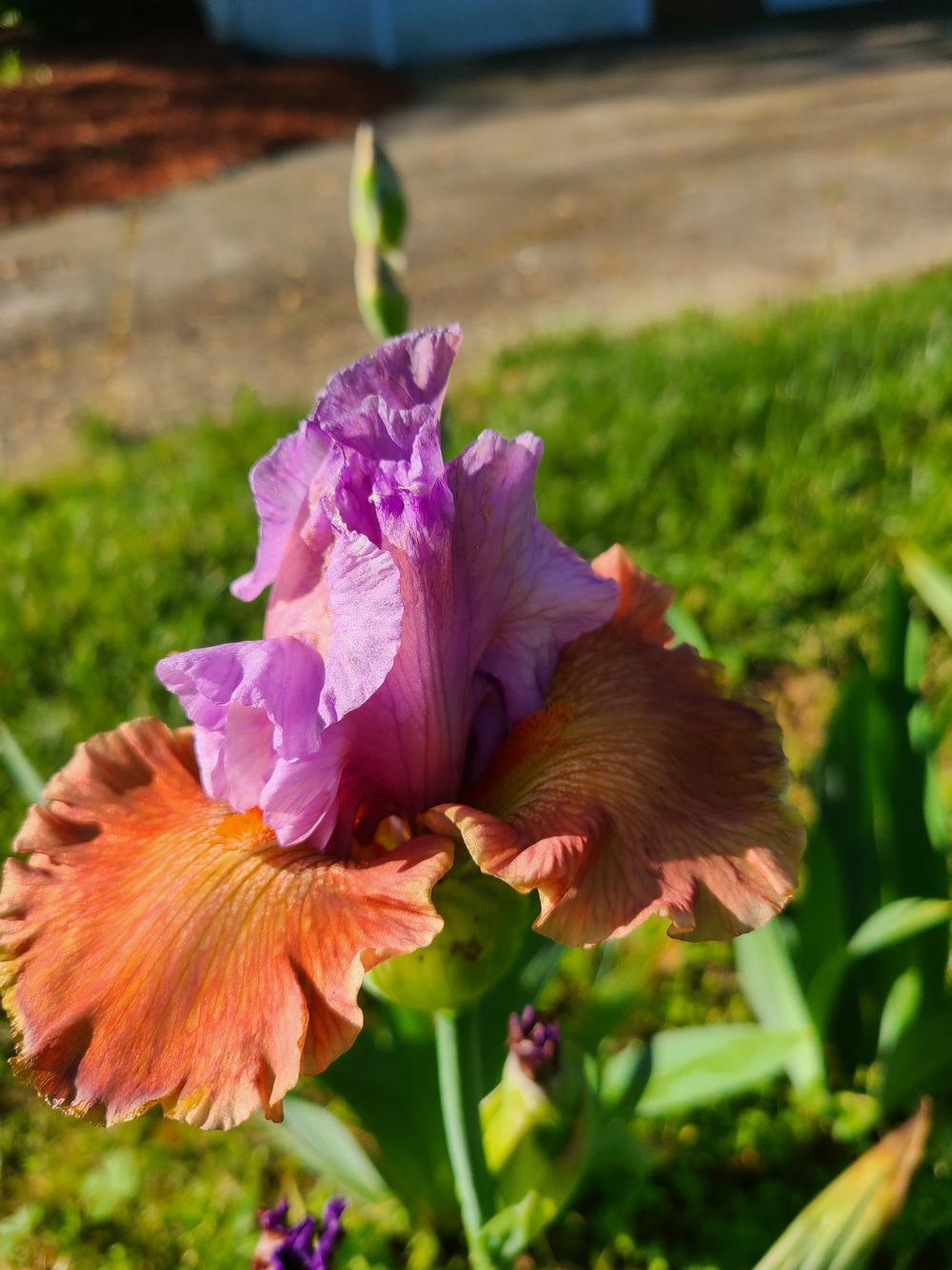 Photo of Tall Bearded Iris (Iris 'Adoree') uploaded by KyDeltaD