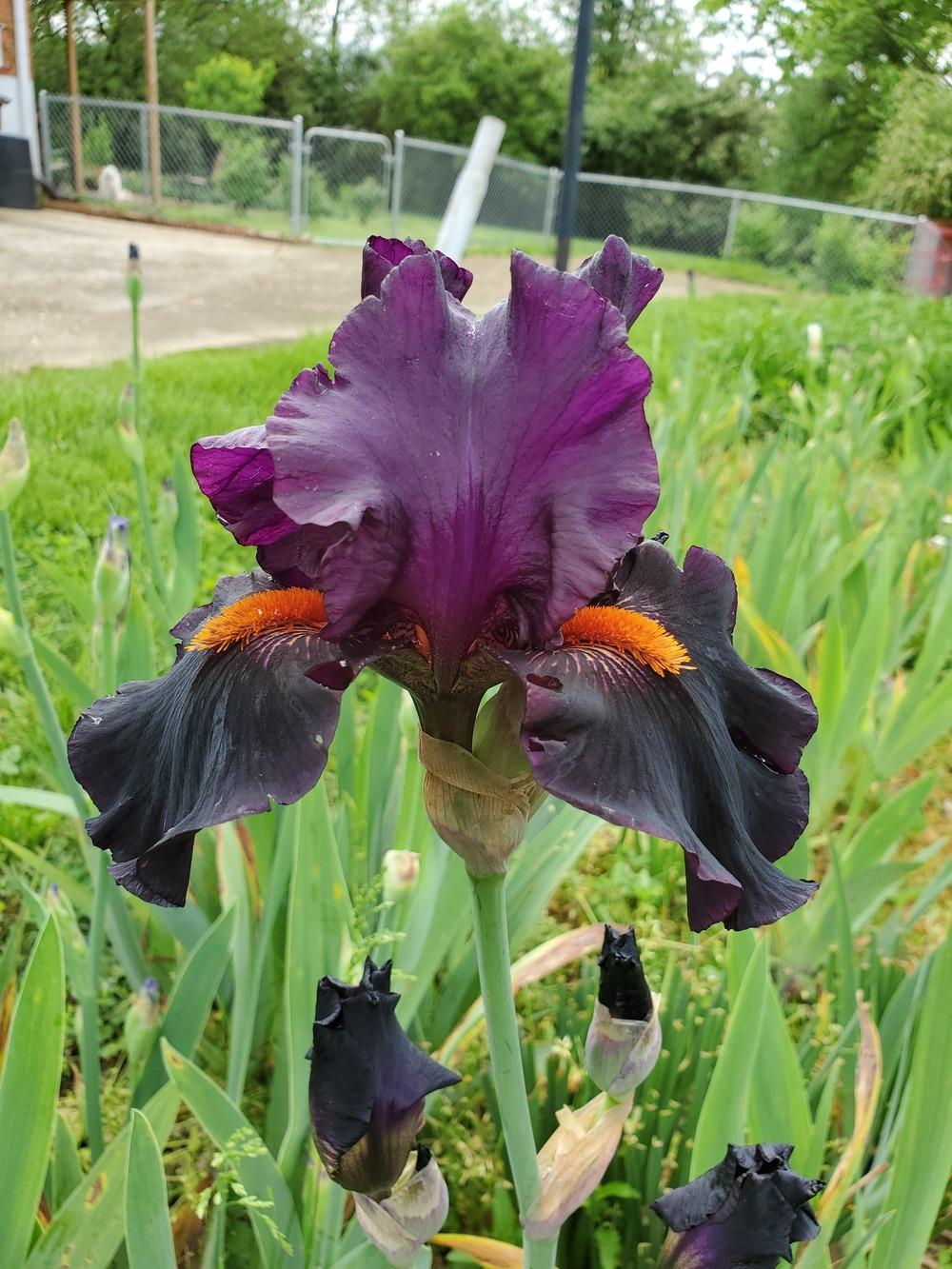 Photo of Tall Bearded Iris (Iris 'Black Magic Woman') uploaded by KyDeltaD