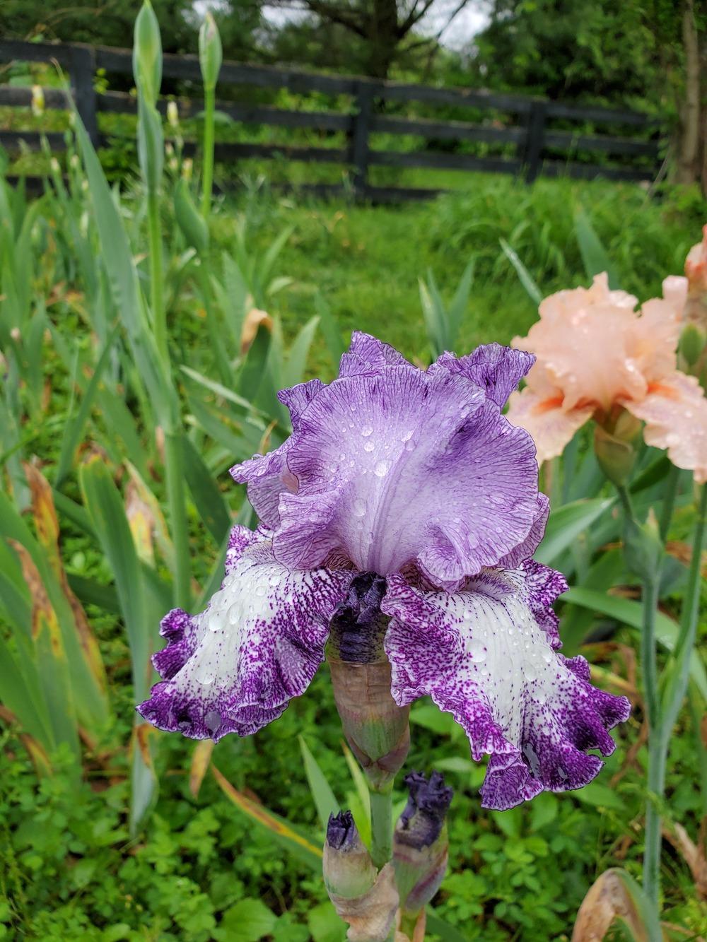 Photo of Tall Bearded Iris (Iris 'Broadband') uploaded by KyDeltaD
