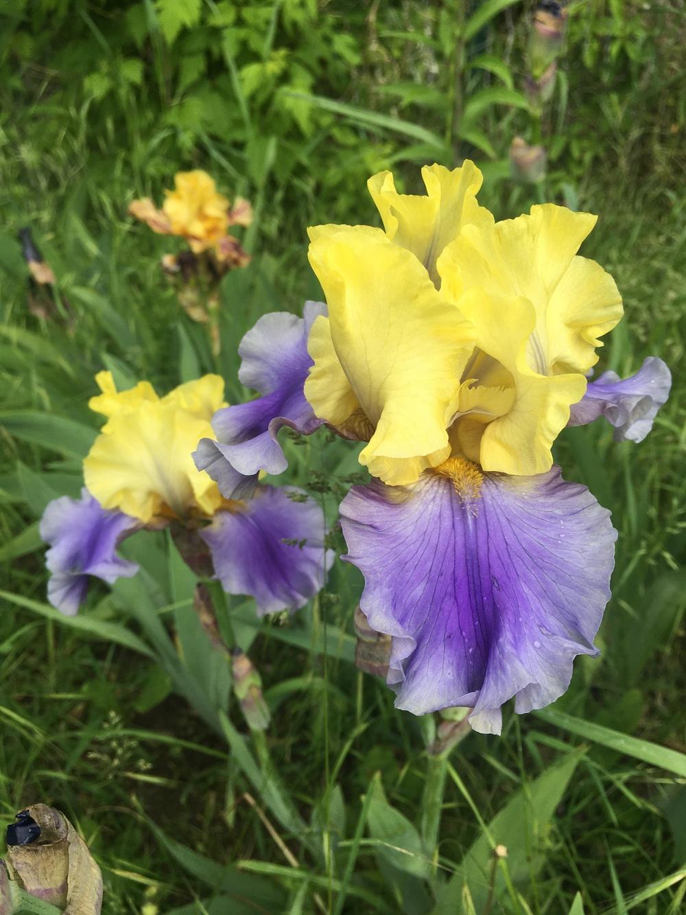 Photo of Tall Bearded Iris (Iris 'Edith Wolford') uploaded by SpringGreenThumb