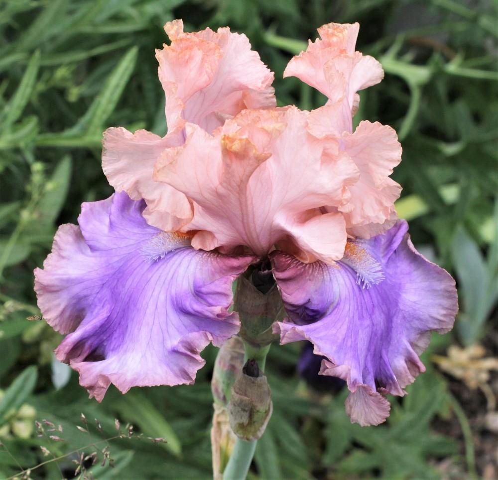 Photo of Tall Bearded Iris (Iris 'Florentine Silk') uploaded by cinvasko